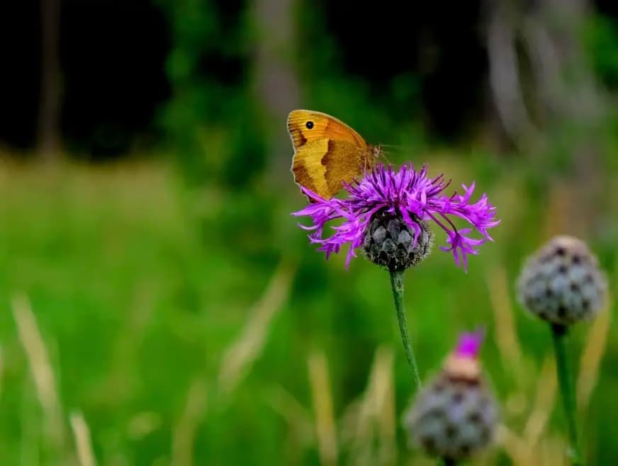 Reikischule Schwarzwald – Naturheilpraxis 5